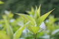 Green abstract blur nature background Royalty Free Stock Photo