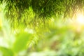 Green abstract of blur nature sunlight with bokeh and lens flare Royalty Free Stock Photo