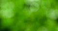 Green abstract bokeh lighting background ,sunny abstract green nature background, selective focus