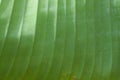 Green abstract colored background. Macro or close up of a leaf with pattern of lines. Royalty Free Stock Photo