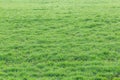 Green abstract decorative natural eco-friendly background with the texture of the surface of a lush grass, field or lawn in spring Royalty Free Stock Photo