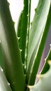 Closeup aloe vera plant