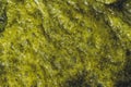 Green abstract textured background - Foamy seaweed in the sea