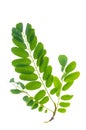 Green acacia leaf on white background