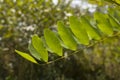 Green acacia leaves on tree branch summer