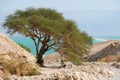 Live acacia tree at Dead Sea.