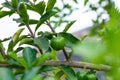 Green Acerola Cherry on tree