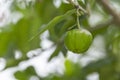 Green acerola cherry on tree