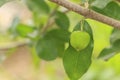 Green acerola cherry on tree