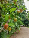 Green Acerola, after rain on the tree