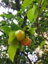 Green acerolas hanging on the branch in summer day