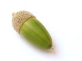 Green Acorn Royalty Free Stock Photo