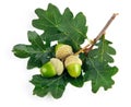 Green acorn fruits with leaves Royalty Free Stock Photo