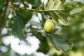 Green acorn on the oak closeup Royalty Free Stock Photo
