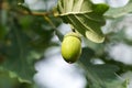 Green acorn on the oak closeup Royalty Free Stock Photo