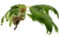 Green acorn oak isolated Royalty Free Stock Photo