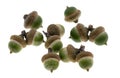 Green acorn oak isolated Royalty Free Stock Photo