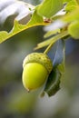 Green acorn on the tree Royalty Free Stock Photo