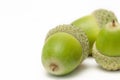 Green acorn from the tree oak bunch of nuts isolated on white background right side view Royalty Free Stock Photo