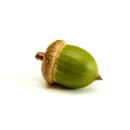 Green acorn on a white.