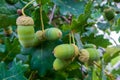 Green acorns on the branch