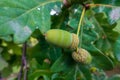 Green acorns on the branch