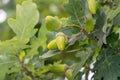 Green acorns fruits on oak tree branch in early autumn Royalty Free Stock Photo