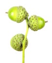 Green acorns isolated on white background Royalty Free Stock Photo