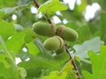 Green acorns. Oak branch. Oak grove. Royalty Free Stock Photo
