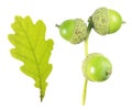 Green acorns and oak leaf isolated on white background Royalty Free Stock Photo