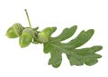 Green acorns and oak leaf isolated on white background Royalty Free Stock Photo