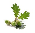 Green acorns with oak leaves close-up isolated on white background Royalty Free Stock Photo