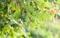 Green acorns oak tree, green leaves, bokeh background, close up