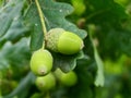 The green acorns of sessile oak. Royalty Free Stock Photo