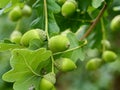 The green acorns of sessile oak.