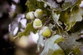 Green acorns on trees during ripening. Branch of oak with acorns