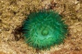 Green actinia