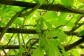 Green actinidia berries hang on the branches of the climbing plant