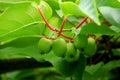 Green actinidia berries hang on the branches of the climbing plant