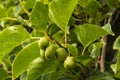 Green actinidia fruits on a branch