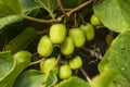 Green actinidia fruits on a branch