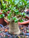 Green adenium bonsai Royalty Free Stock Photo