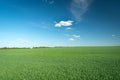 Green adolescent grain field, horizon and small white clouds on blue sky Royalty Free Stock Photo