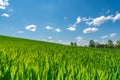 Green adolescent grain field Royalty Free Stock Photo