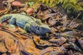 Green adult chameleon in the wild nature among dry leaves from trees.