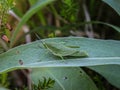 Green adult female of endemic locust Pyrgomorphella serbica
