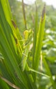 Green Adult female of Mantis religiosa