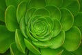 Green Aeonium Arboreum Plant