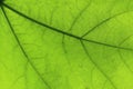 Green African hemp leaf