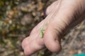 Green African praying mantis on a human hand. Namibia Royalty Free Stock Photo